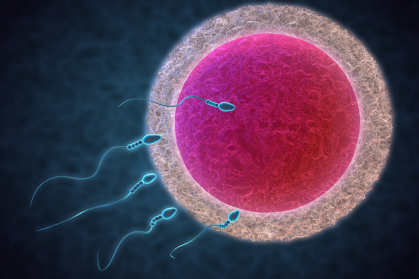 3d render of sperm and egg cell